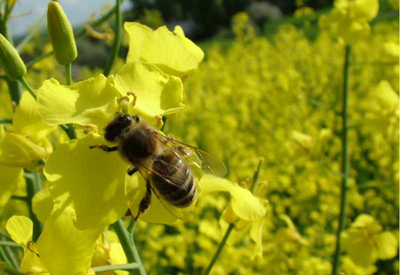 Biene an einer Rapsblüte
