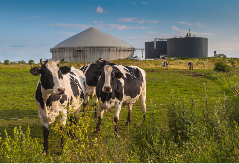 Kühe auf einer Weide, im Hintergrund eine Biogasanlage