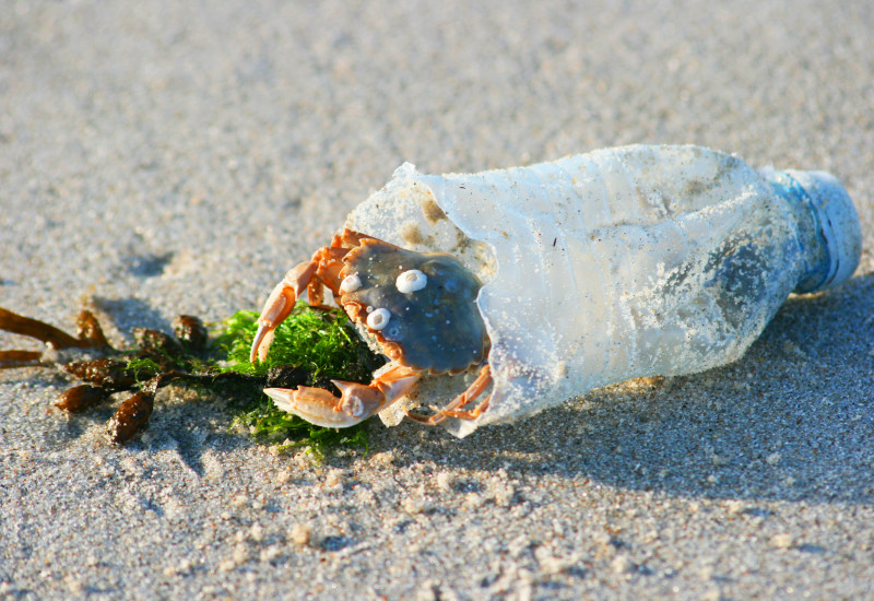 crab in a plastic bottle on the beach
