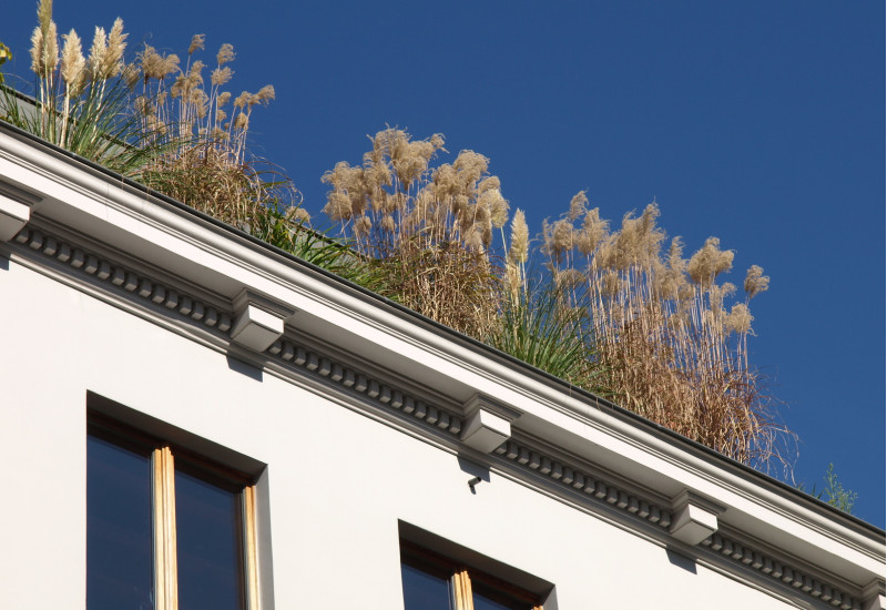 green roof
