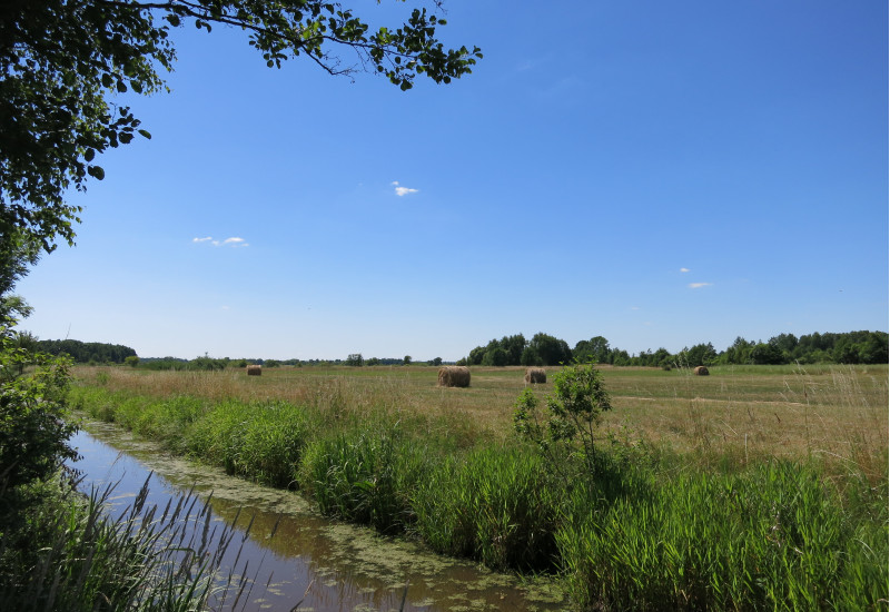 Entwässerungsgraben durch ein landwirtschaftlich genutztes  Niedermoor