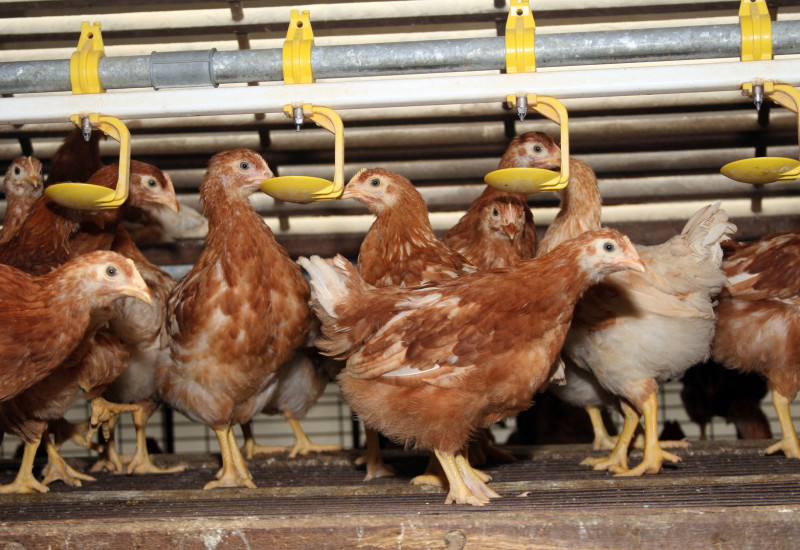 Hühner dicht gedrängt auf einem Metallrost trinken oder essen aus Vorrichtungen