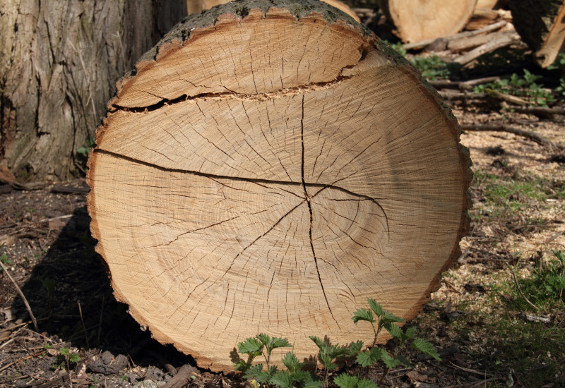 dicker gefällter Baumstamm im Wald