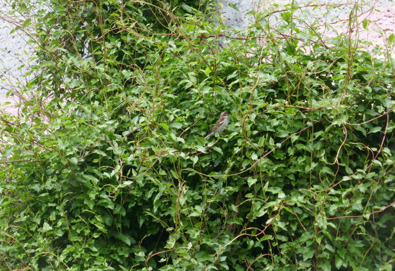 In einem Gebüsch vor einer Mauer sitzt ein Spatz.