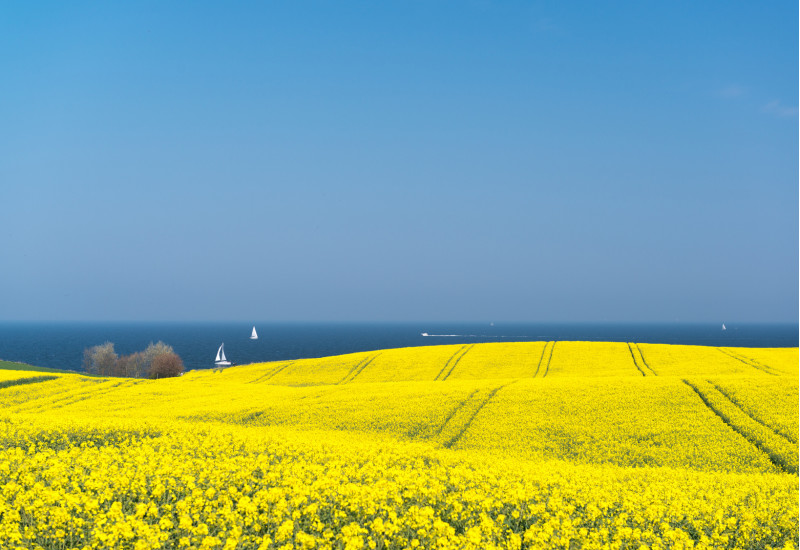 ein gelb blühendes Rapsfeld, im Hintergrund das Meer mit Segelbooten