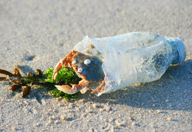 eine Krabbe auf einem Sandstrand sitzt in einer kaputten Plastikflasche