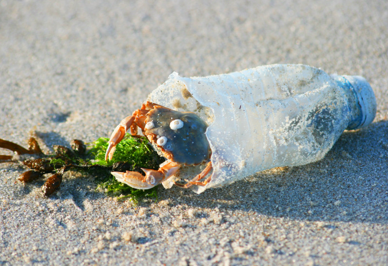 eine Strandkrabbe sitzt in der Öffnung einer halben leeren Plastikflasche, die am Strand als Müll liegt