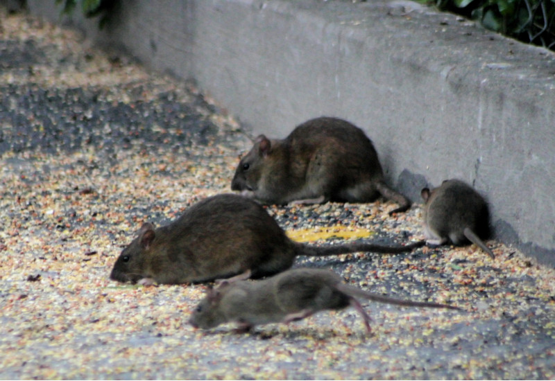 Ratten im Freien auf einer betonierten Fläche fressen ausgestreutes Futter