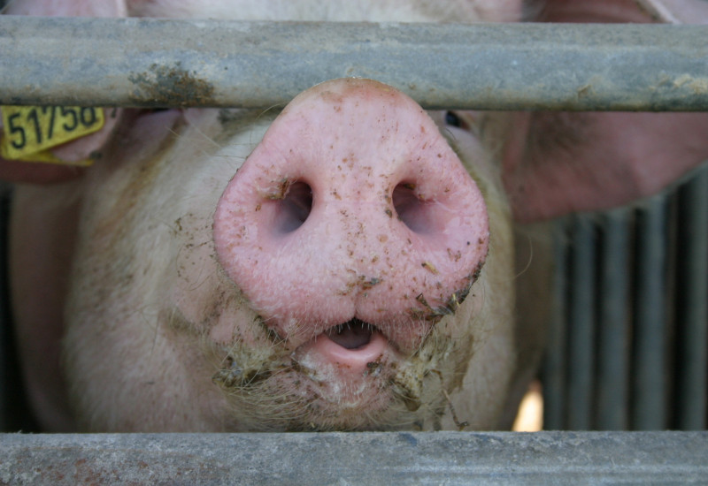 Schwein hinter Gittern in einem Stall