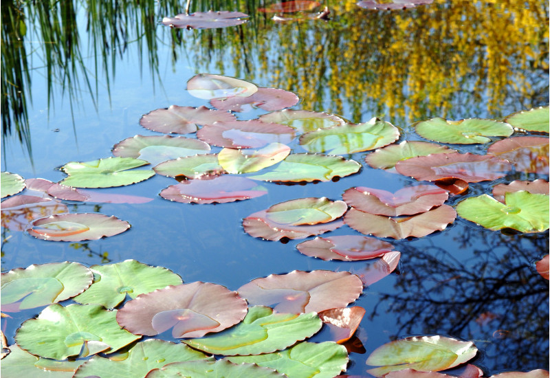 water lilies on the water surface of a lake