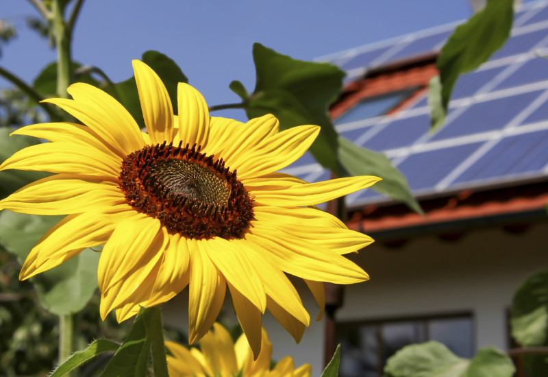 Einfamilienhaus mit Solarpanels auf dem Dach, im Vordergrund die Blüte einer Sonnenblume