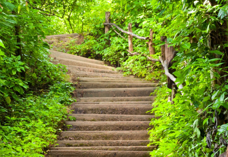 Treppe aufwärts durch einen dichten grünen Laubwald