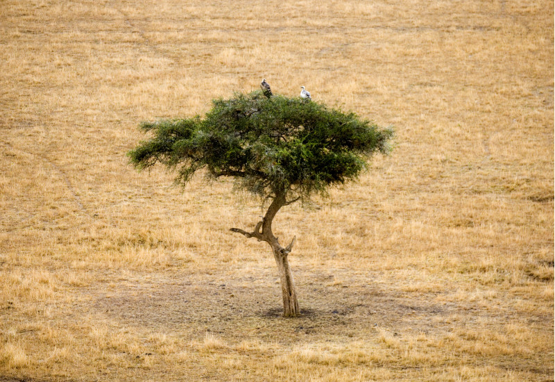 in einer ausgedörrten Graslandschaft steht ein einzelner kleiner, dürrer, grüner Baum