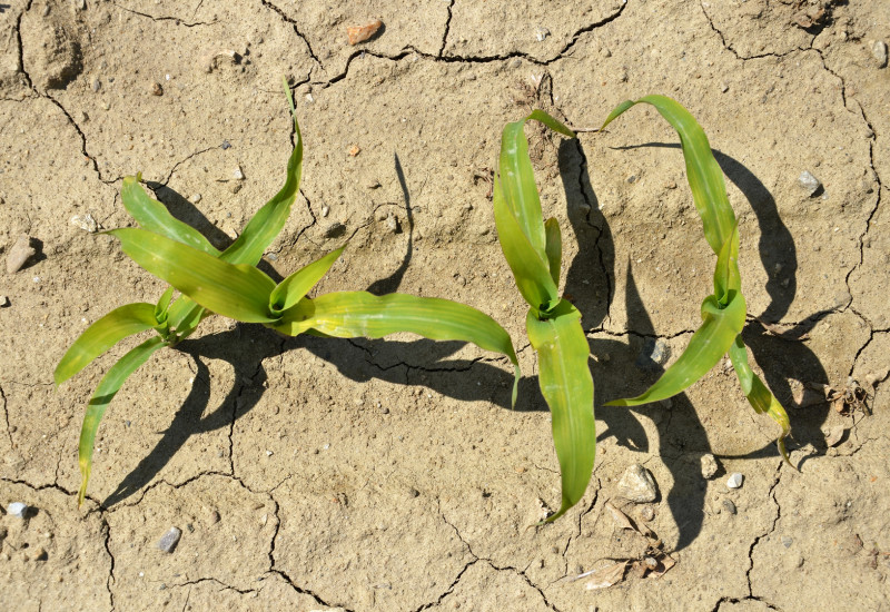 puny corn crops in very dry soil