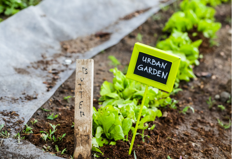 an einer Reihe Salatpflanzen steckt ein Schildchen mit der Aufschrift "Urban Garden"