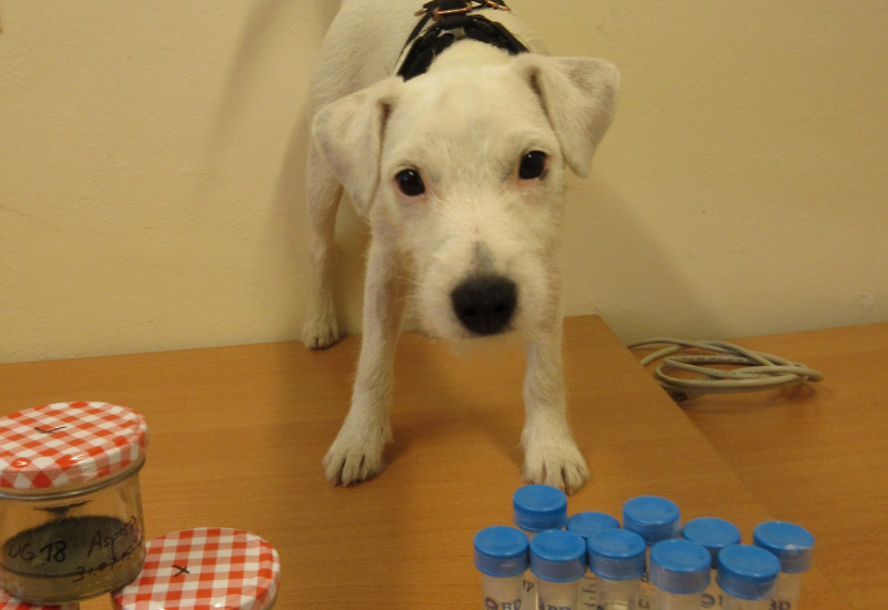 weißer junger Terrier auf einem Tisch, vor ihm stehen Gefäße mit Schimmelkulturen