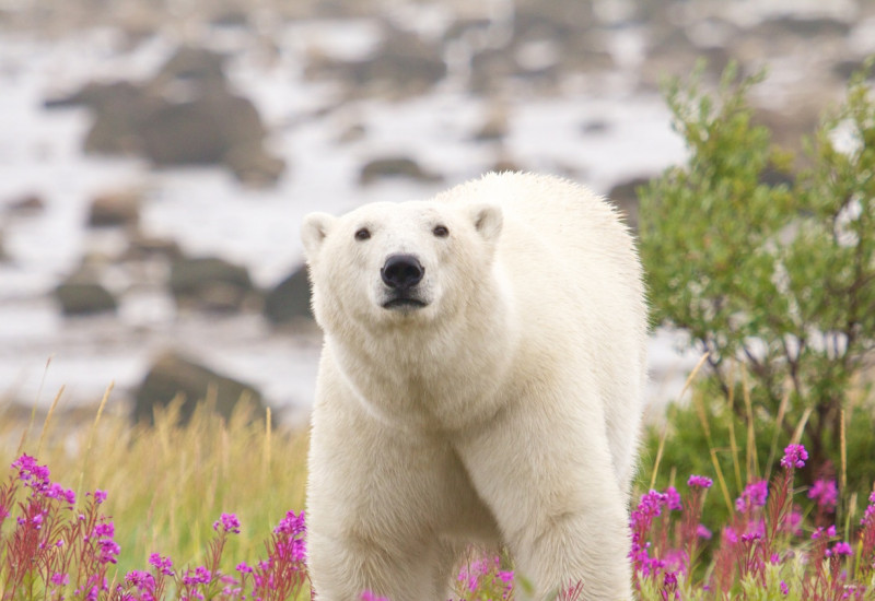 Eisbär in der arktischen Tundra