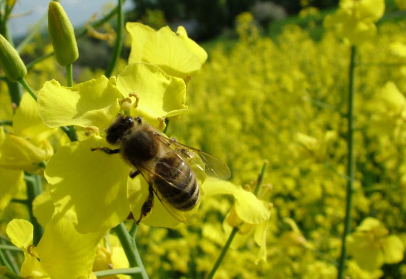 Honigbiene im Rapsfeld