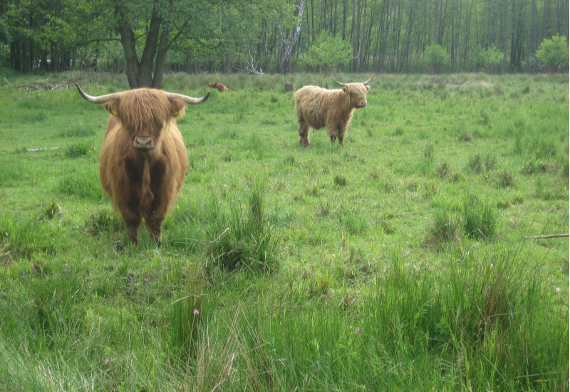 two Cattle in the peatland