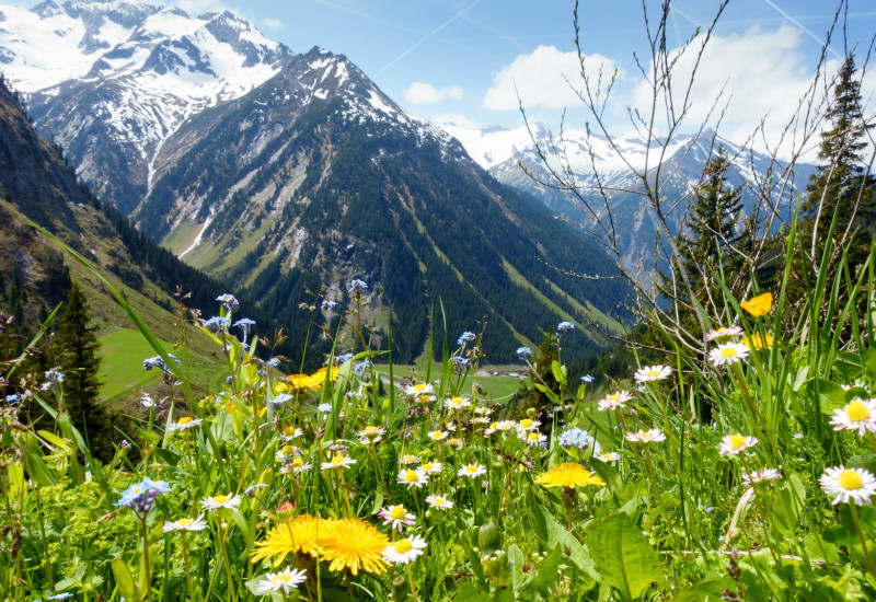 Alpen mit Wiese im Vordergrund