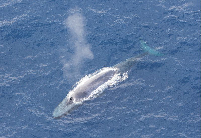 Ein Blauwal taucht aus dem antarktischen Wasser auf. Aus seinem Blasloch stößt er Blas, also Atemluft aus.