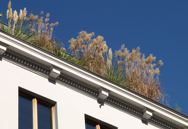 Haus mit Dachbegrünung