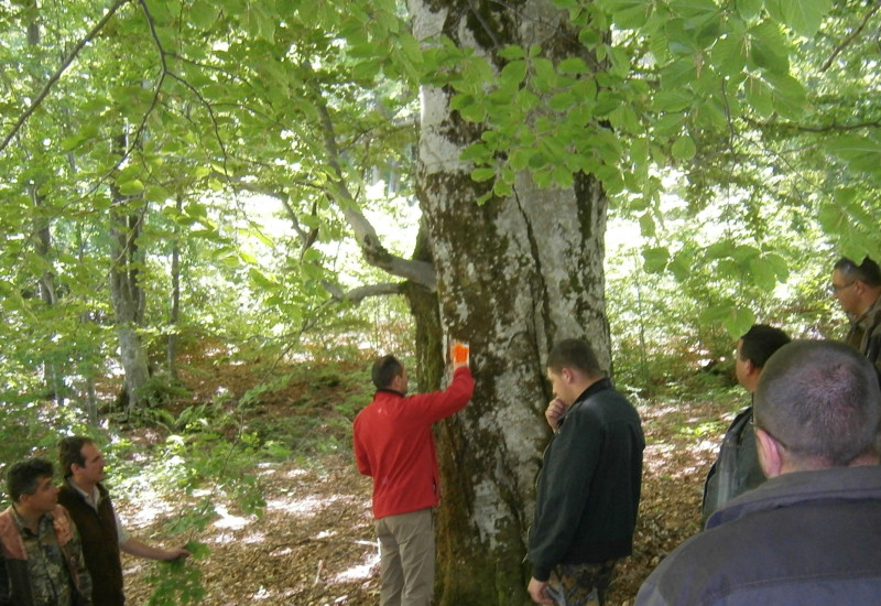 Männer stehen im Wald und markieren einen Baum mit roter Farbe