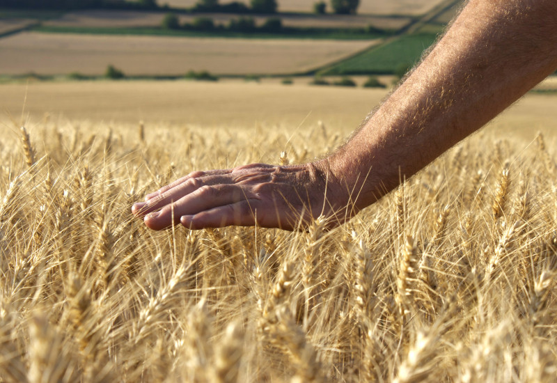 a hand protects crops on a field