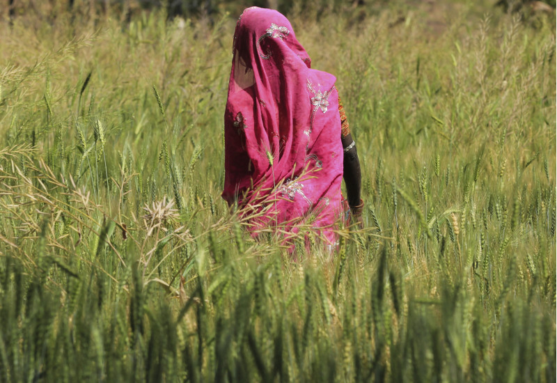 Woman in the wheat field