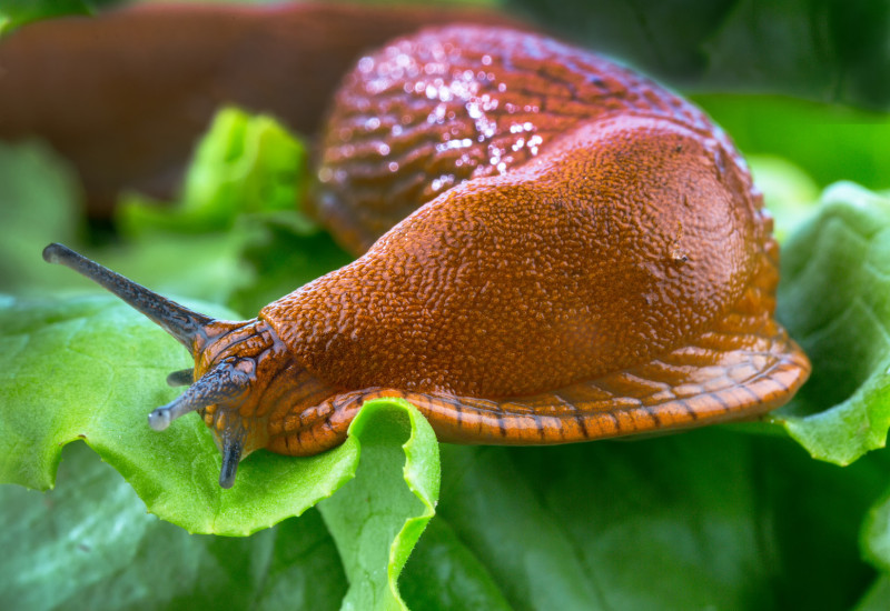 Nacktschnecke frisst am Blatt