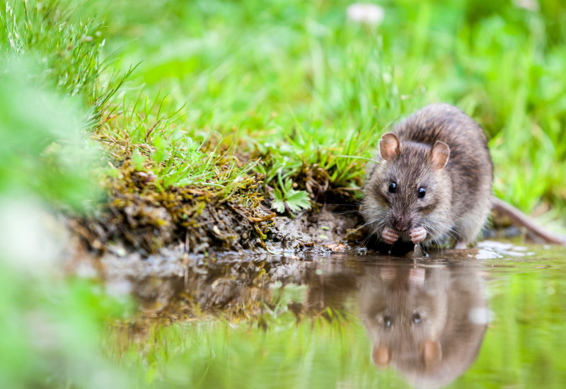 Ratte am Wasser