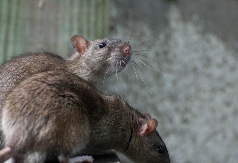 zwei Ratten