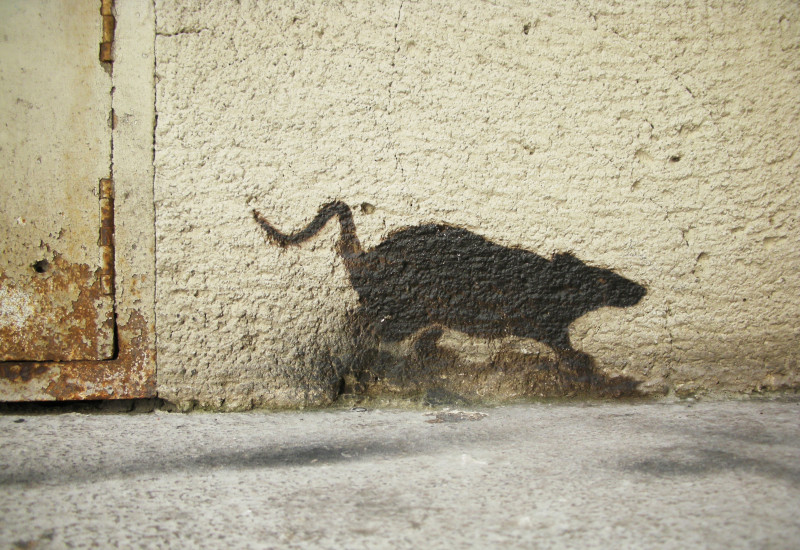 ein Rattenschatten an der Wand