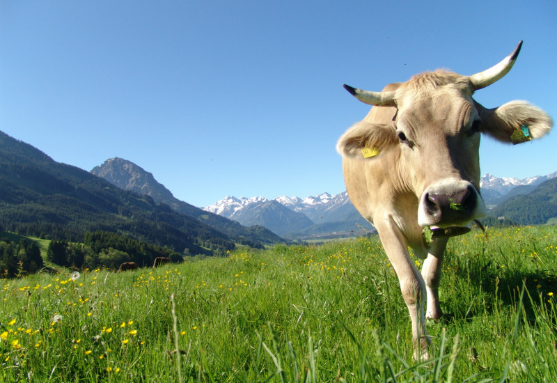 Cow on a mountain pasture