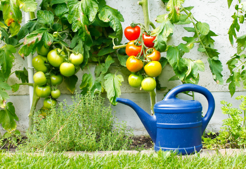 Tomatenpflanzen mit Gießkanne