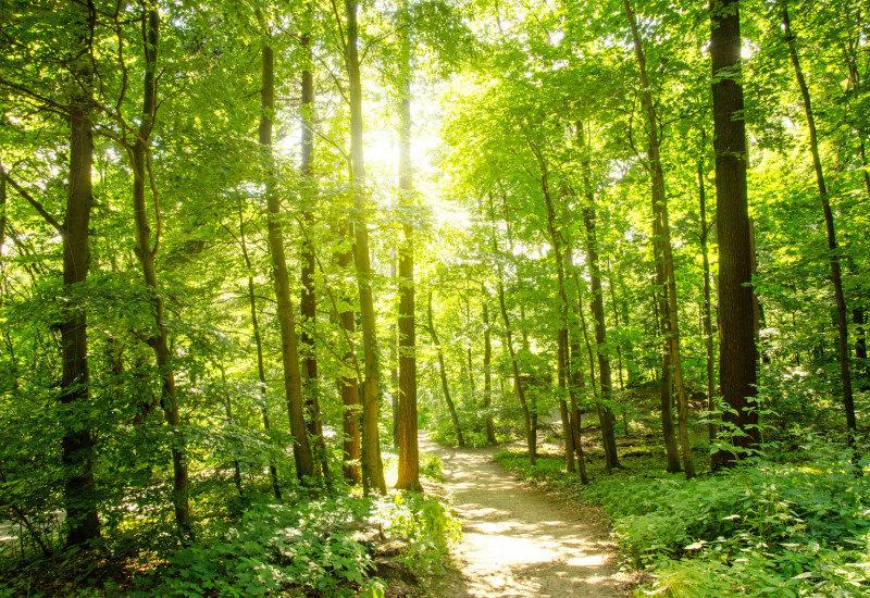Sonnendurchfluteter Wald mit Weg