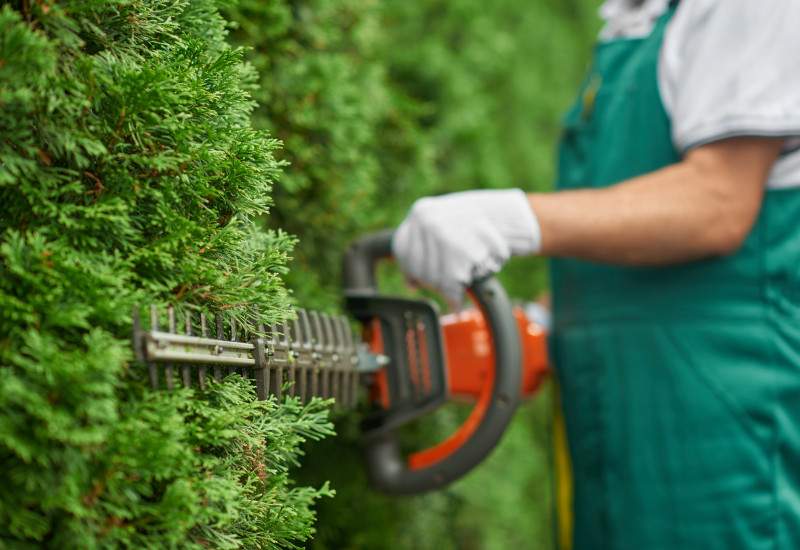 A man cuts a hedge with a hedge trimmer.