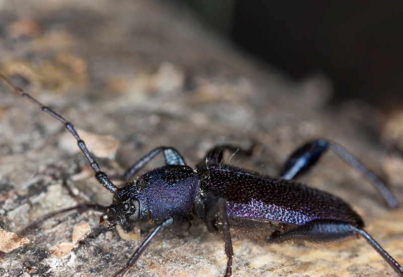 Blauer Scheinbockkäfer sitzt auf einem Stück Holz