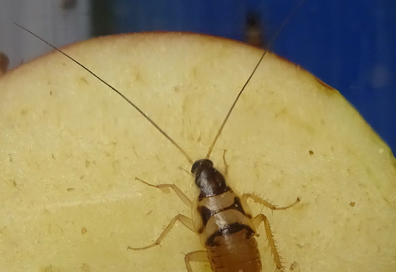 eine Braunbandschabe sitzt auf einem Stück Apfel