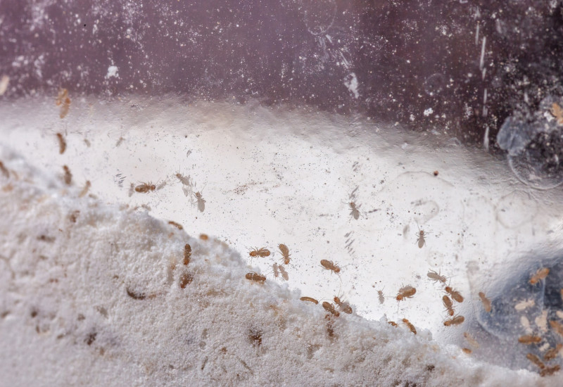 kleine, barune Läuse in einem Glas mit Mehl