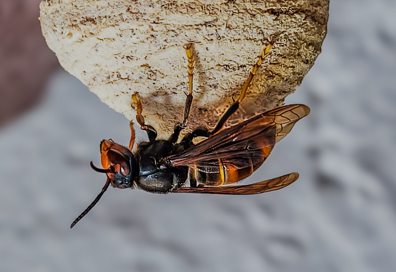 Asiatische Hornissenkönigin am Primärnest