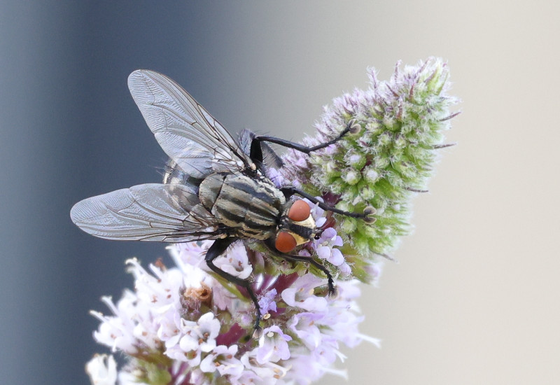 Graue Fleischfliege sitzt auf einer Blüte