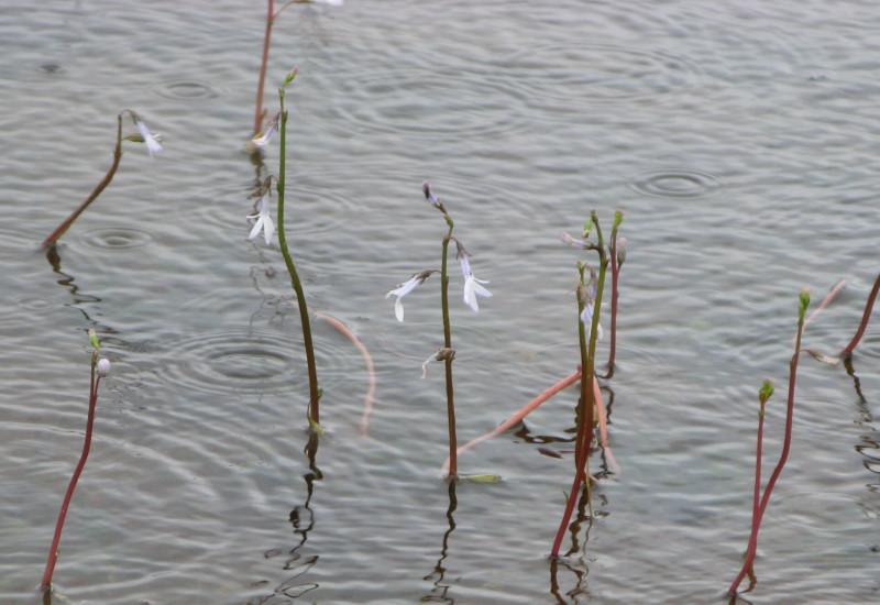 Wasserpflanzen mit weißen Blüten, die aus dem Wasser gucken