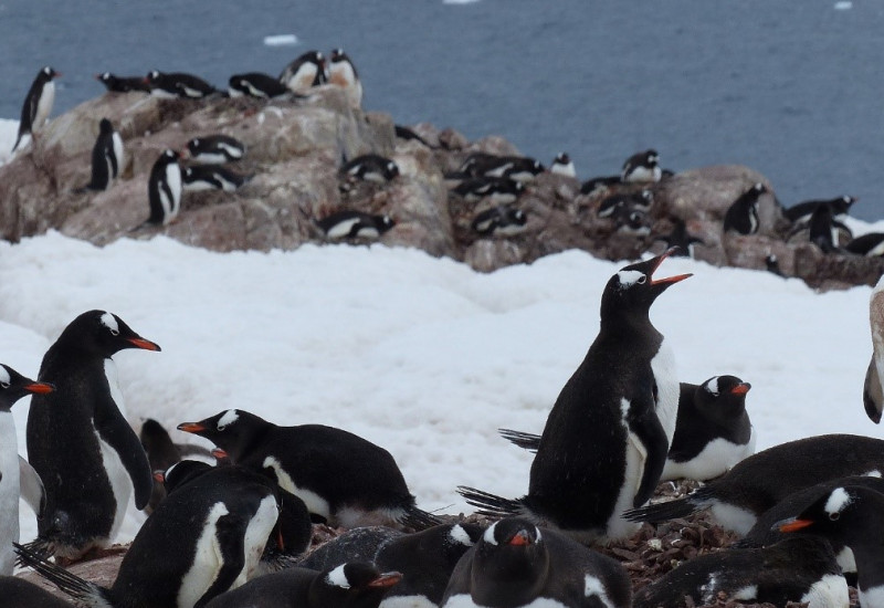 Eselspinguine: Kolonie an der Antarktischen Halbinsel