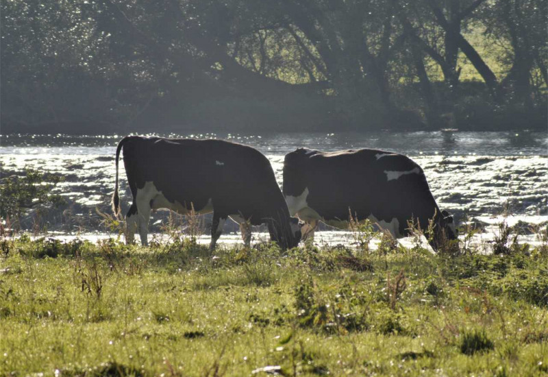 Kühe weiden vor einem Fluss.