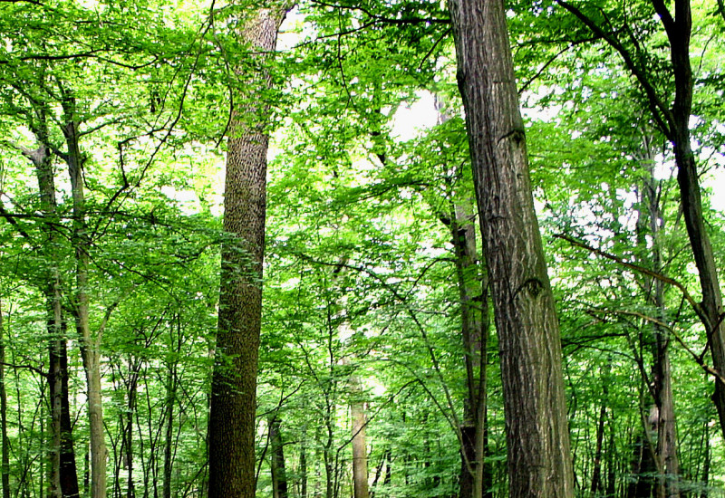 Ein Buchenwald mit grünem Blätterdach und Laub auf dem Waldboden.