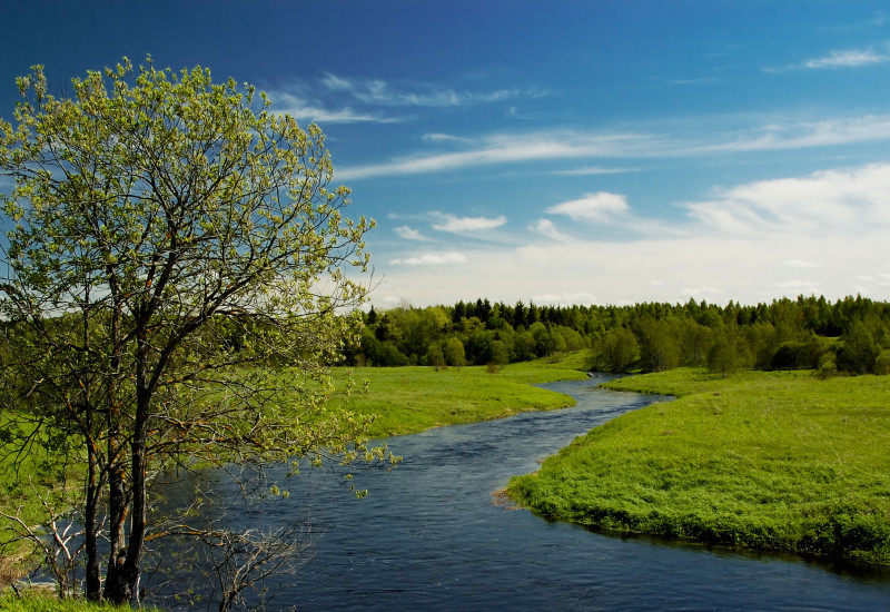 Ein Fluss und eine grüne Wiese mit Baum.