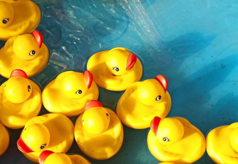 Yellow rubber ducks