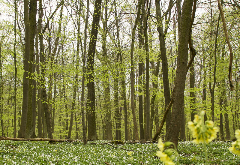 Ein Wald im Frühling.