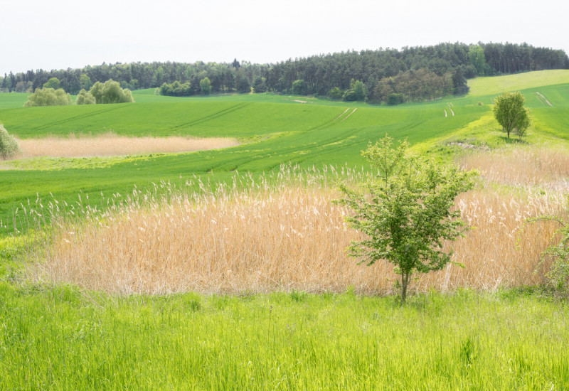 Ein Feld mit Wiese